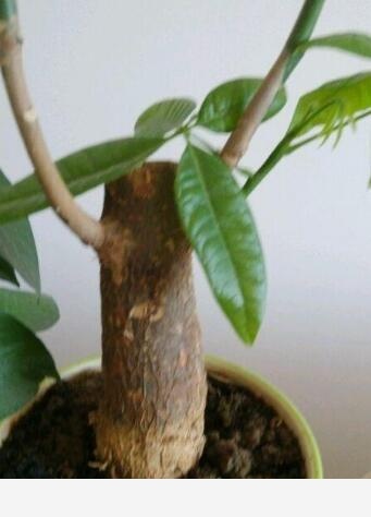 養發財樹，這樣一「修剪」，嫩葉呼呼長，枝幹壯，養了10年特別旺