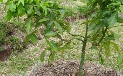 發財樹在室內怎麼養都長不好，在戶外卻能開花結果，差距就在環境