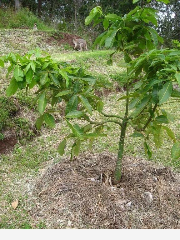 發財樹在室內怎麼養都長不好，在戶外卻能開花結果，差距就在環境