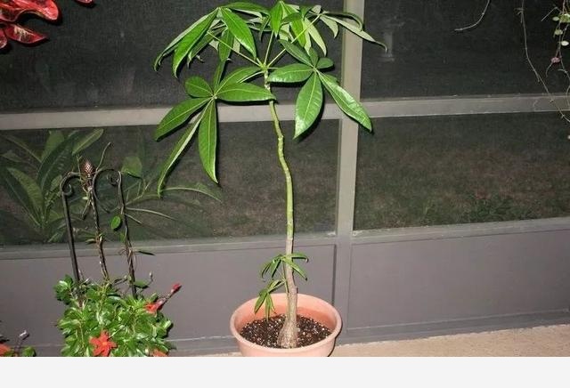 發財樹在室內怎麼養都長不好，在戶外卻能開花結果，差距就在環境