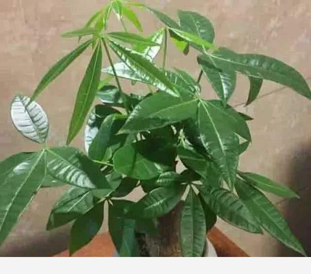 想要養出優質發財樹？教你「5個」小妙招，枝葉茂盛、觀賞性高