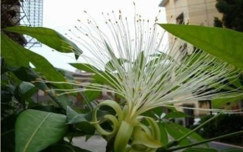 發財樹這樣養，開花又結果，「招財」又旺人！有錢人都愛養一盆