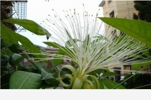 發財樹這樣養，開花又結果，「招財」又旺人！有錢人都愛養一盆