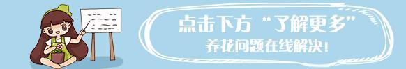 養花選「發財樹」，澆水不愁，擺在家寓意好！