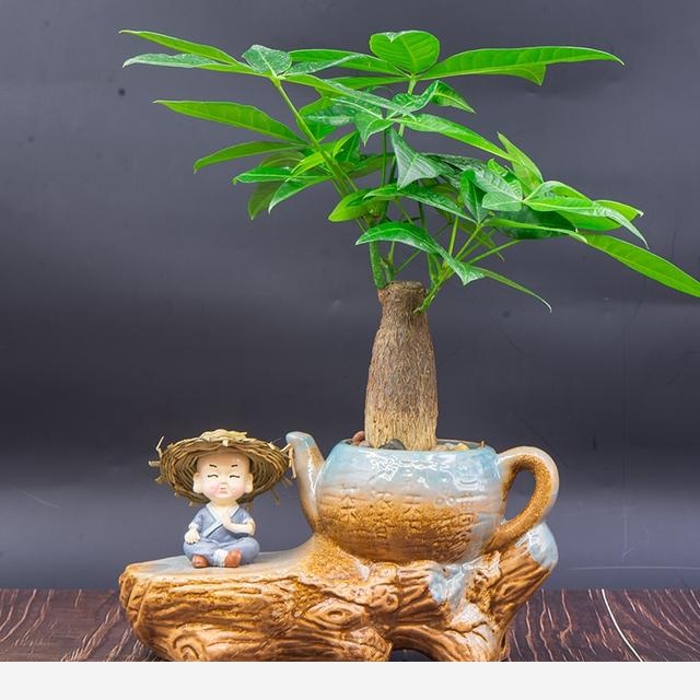 家庭盆栽發財樹該怎麼養護？教你4招，常年翠綠，不黃葉爛根！