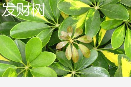 綠油油的葉子還能開花，發財樹的這2個特點要牢記！