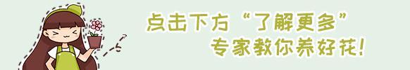 發財樹最愛喝這種「水」，澆一點在盆裡，黃葉沒有綠汪汪！