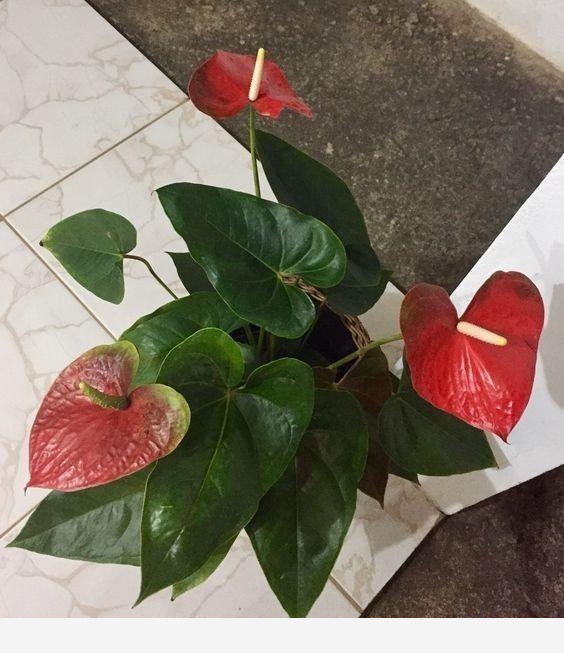 發財平安事事順，不如從養好一棵發財樹開始