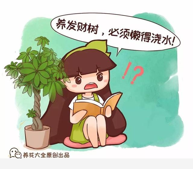 發財樹養一盆扔一盆？記住一個字，呼呼長個不爛根！