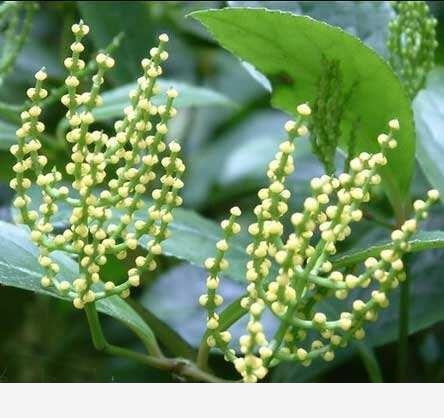 這花開起來香飄十里，放茶葉里一朵就醉倒，絕對要養一棵！