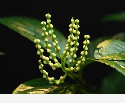 這花開起來香飄十里，放茶葉里一朵就醉倒，絕對要養一棵！