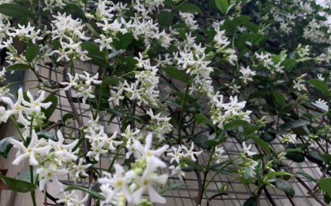 家裡養盆香水花，滿屋子飄香，還能凈化空氣