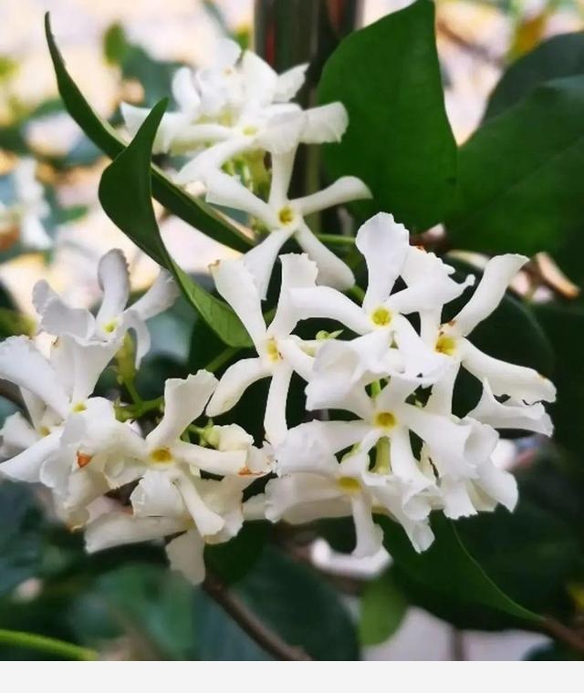 家裡養盆香水花，滿屋子飄香，還能凈化空氣