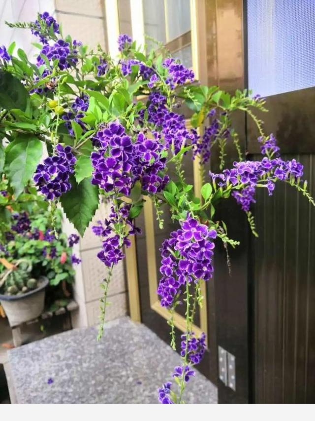 家裡養盆香水花，滿屋子飄香，還能凈化空氣