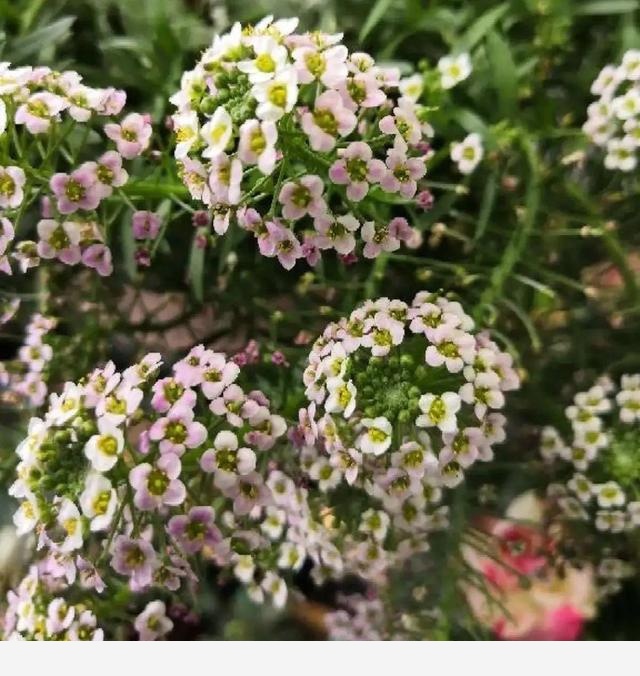 家裡養盆香水花，滿屋子飄香，還能凈化空氣