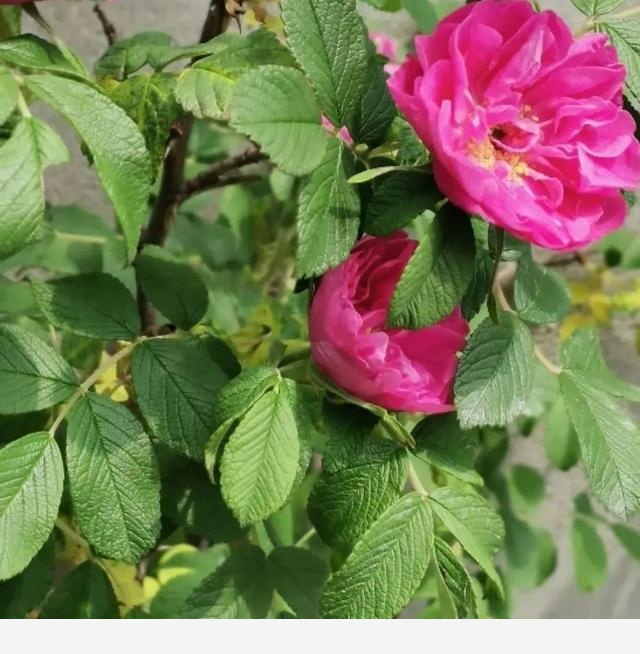 家裡養盆香水花，滿屋子飄香，還能凈化空氣