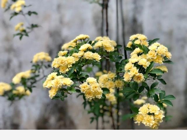 家裡養盆香水花，滿屋子飄香，還能凈化空氣