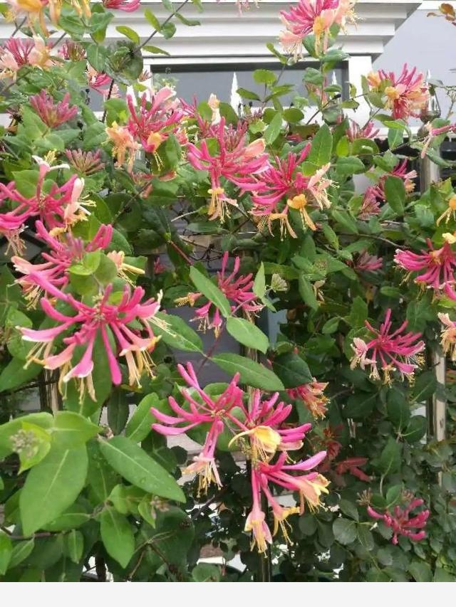 家裡養盆香水花，滿屋子飄香，還能凈化空氣