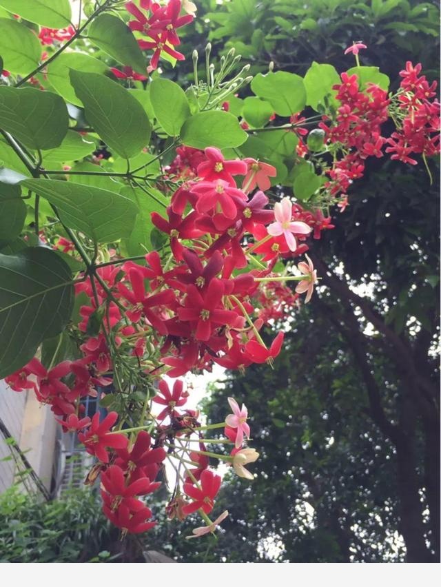 家裡養盆香水花，滿屋子飄香，還能凈化空氣