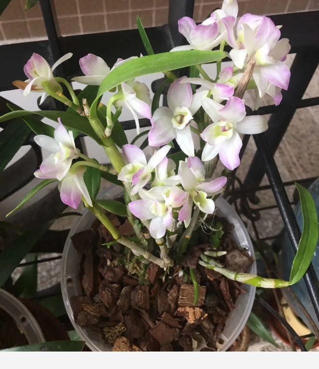 家裡養盆香水花，滿屋子飄香，還能凈化空氣