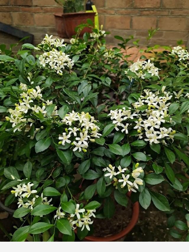 家裡養盆香水花，滿屋子飄香，還能凈化空氣