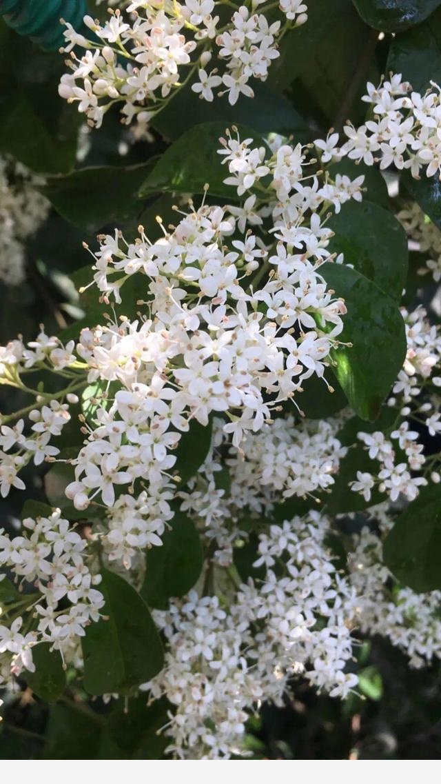 家裡養盆香水花，滿屋子飄香，還能凈化空氣