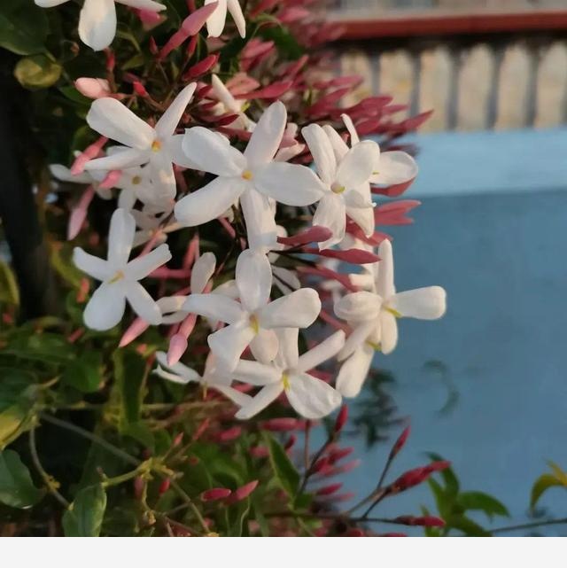 家裡養盆香水花，滿屋子飄香，還能凈化空氣