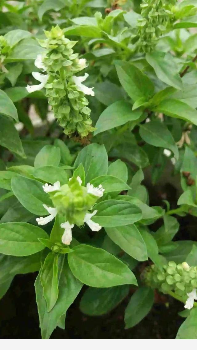 家裡養盆香水花，滿屋子飄香，還能凈化空氣