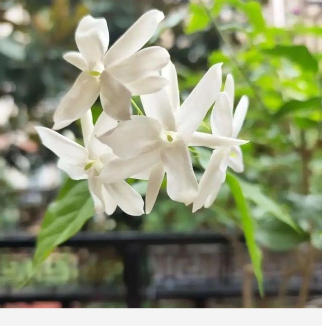 家裡養盆香水花，滿屋子飄香，還能凈化空氣