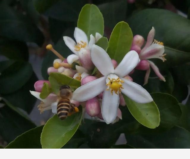 家裡養盆香水花，滿屋子飄香，還能凈化空氣