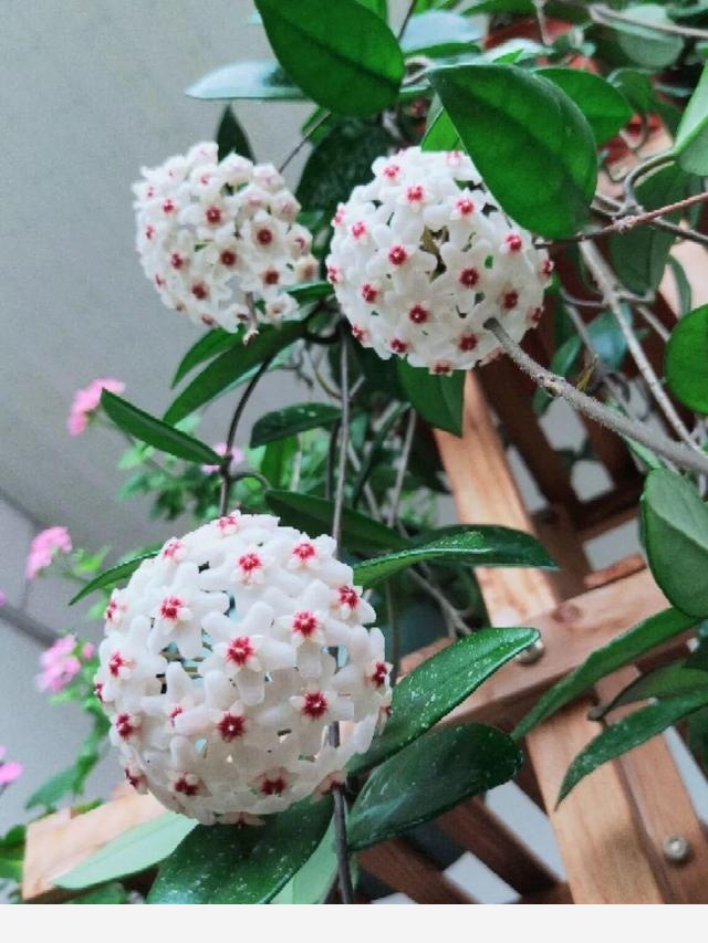 家裡養盆香水花，滿屋子飄香，還能凈化空氣