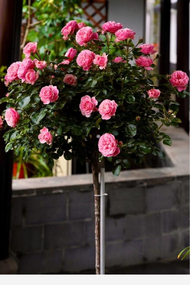 家裡養盆香水花，滿屋子飄香，還能凈化空氣