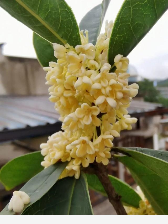 家裡養盆香水花，滿屋子飄香，還能凈化空氣