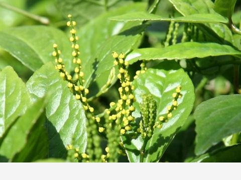 金粟蘭養護方法，開花可愛，養護簡單！