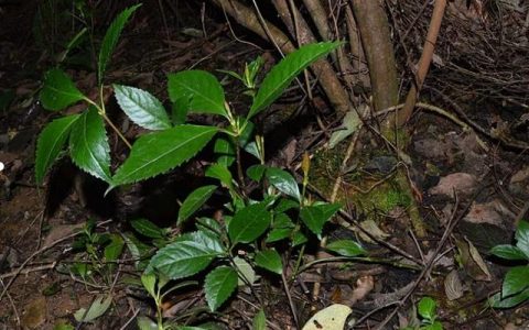 那個我們最熟悉的陌生人「草珊瑚」