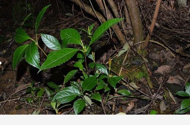 那個我們最熟悉的陌生人「草珊瑚」