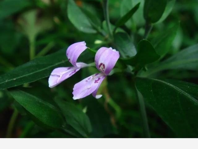 這些原生植物，是最適合在花園中應用的材料（上）