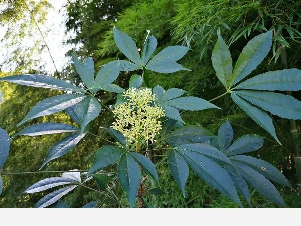 這些原生植物，是最適合在花園中應用的材料（上）