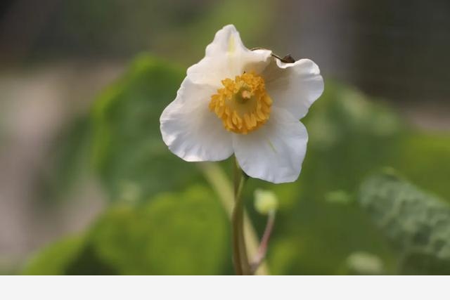 這些原生植物，是最適合在花園中應用的材料（上）