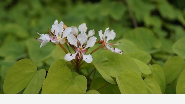 這些原生植物，是最適合在花園中應用的材料（上）