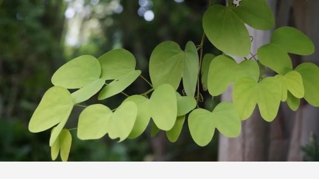 這些原生植物，是最適合在花園中應用的材料（上）