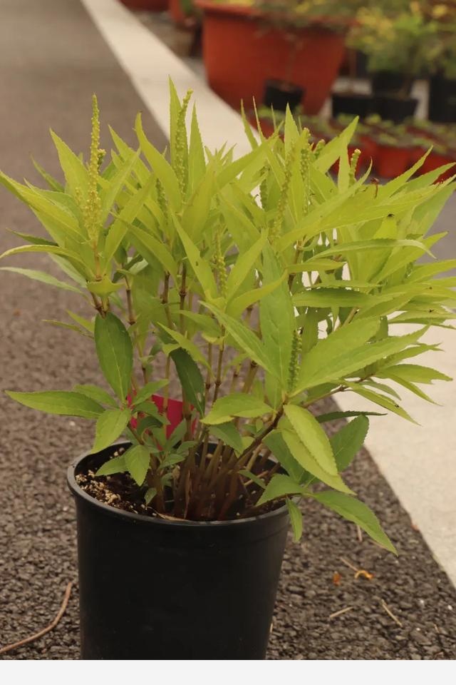 這些原生植物，是最適合在花園中應用的材料（上）