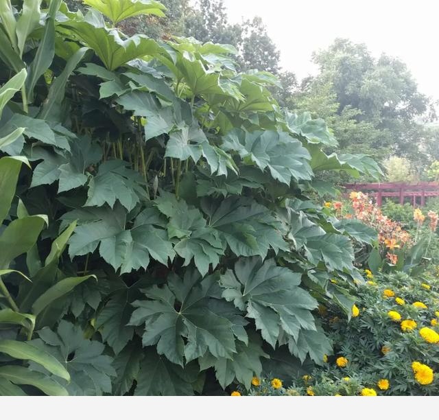 這些原生植物，是最適合在花園中應用的材料（上）