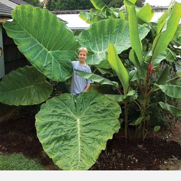 這些原生植物，是最適合在花園中應用的材料（上）