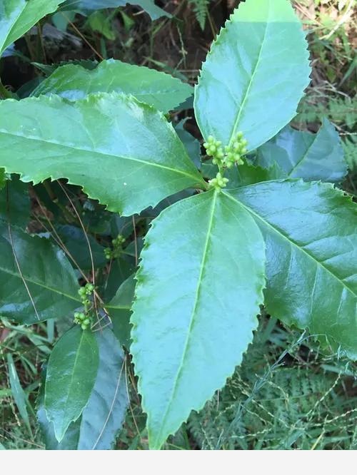 草珊瑚是一種什麼樣的植物