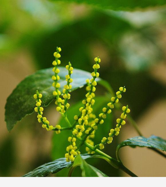 種過就永遠不會忘的花卉 - 珠蘭