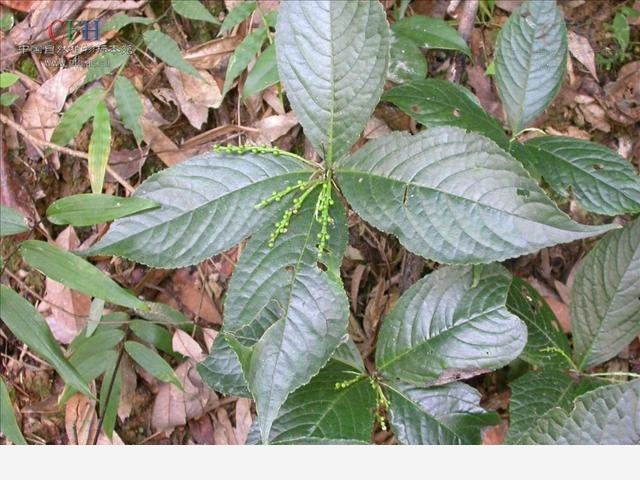 戶外有毒植物科普：多穗金粟蘭