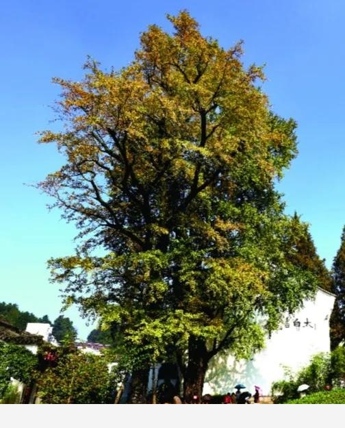 九華山世界地質公園 為什麼被李白稱為「靈山」？