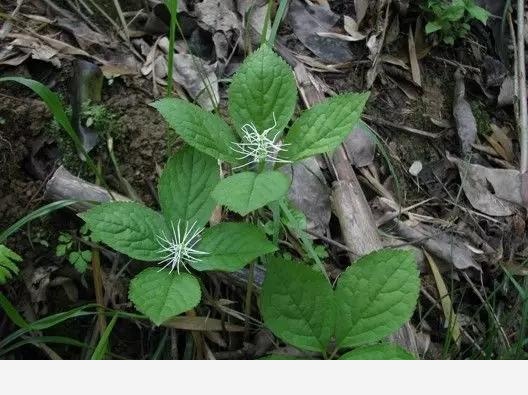 九華山世界地質公園 為什麼被李白稱為「靈山」？