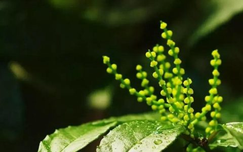 珠蘭（金栗蘭）和米蘭（米仔蘭）的鑒賞與辨識區別